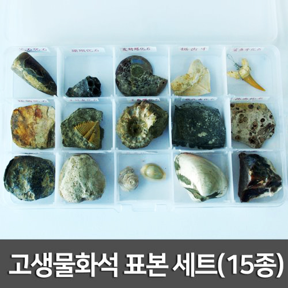 고생물화석 표본 세트(15종)R
