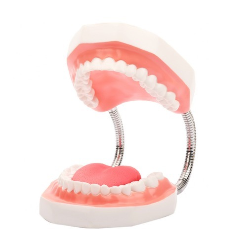 인체 대형 치아 모형(25cm)R