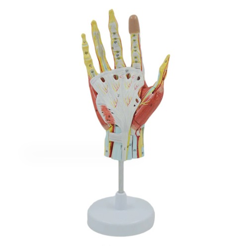 인체 손 혈관 및 신경 근육 분리모형(7pcs)