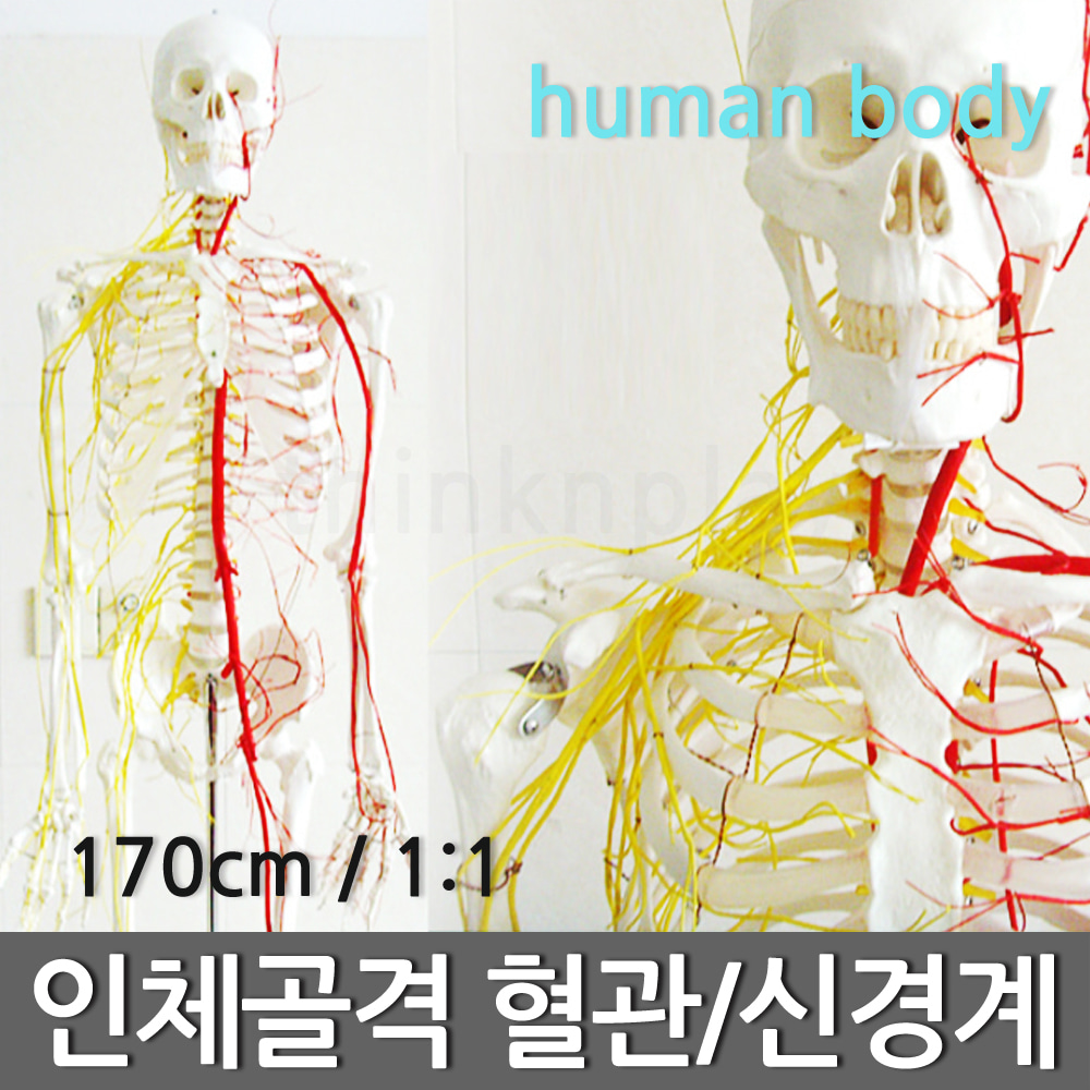 인체골격 혈관 신경계 모형(170cm/1:1)R
