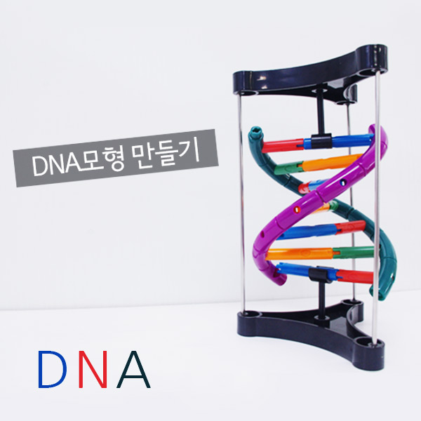 DNA모형 만들기