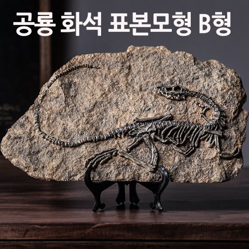 공룡 화석 표본모형 B형