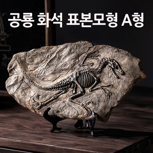 공룡 화석 표본모형 A형